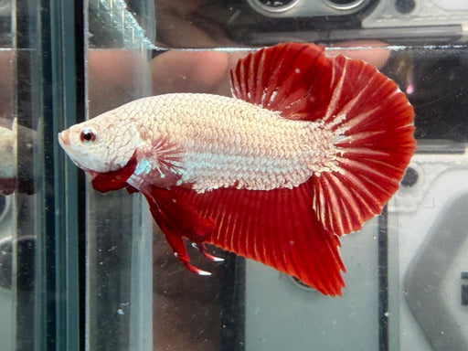 * Betta * HMPK (Actual Fish) #51