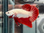 * Betta * HMPK (Actual Fish) #51