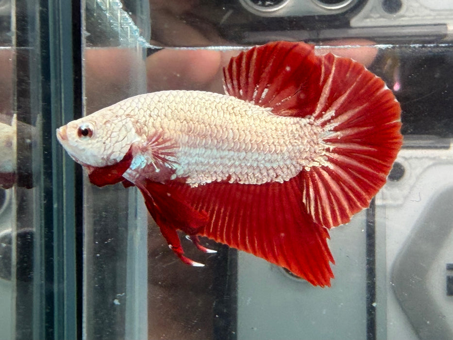 * Betta * HMPK (Actual Fish) #51