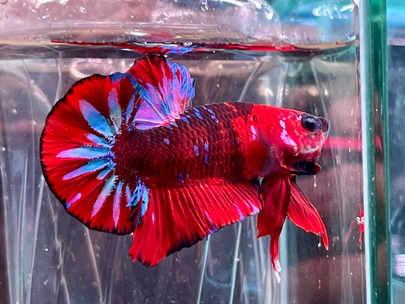 * Betta * Show Betta #B19 (Actual Fish)