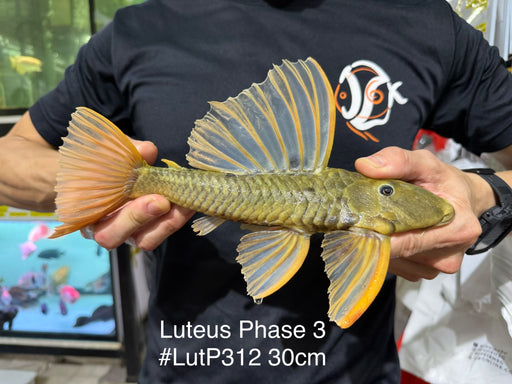 * Pleco *  Hypostomus Luteus phase 3 30cm #LUTP312 (Actual Piece)