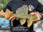 * Pleco *  Hypostomus Luteus phase 3 30cm #LUTP312 (Actual Piece)