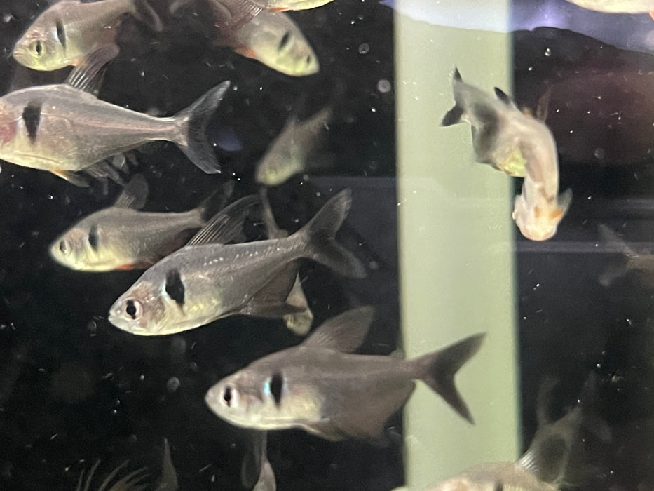 * Tetra * Black Phantom Tetra(10 pieces)