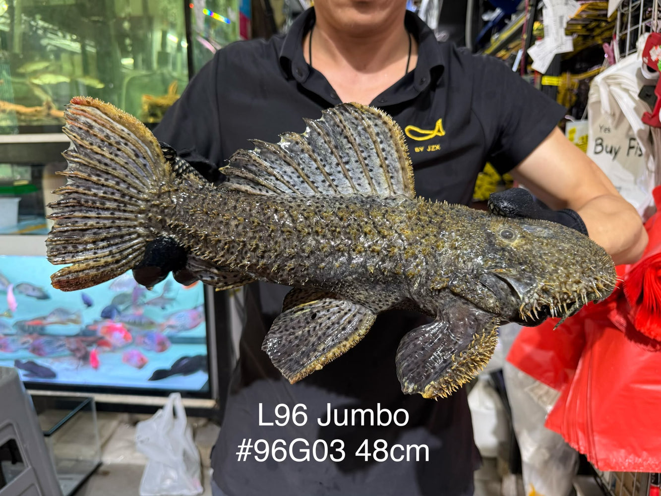 * Pleco *  Pseudacanthicus spinosus GIANT (L96 pleco) 48cm #96G03 (Actual piece)
