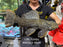 * Pleco *  Pseudacanthicus spinosus GIANT (L96 pleco) 48cm #96G03 (Actual piece)