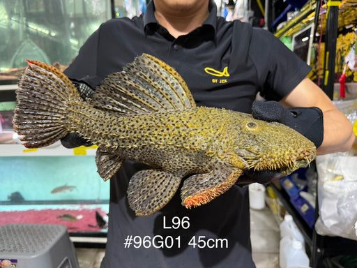 * Pleco *  Pseudacanthicus spinosus GIANT (L96 pleco) 45cm #96G01 (Actual piece)