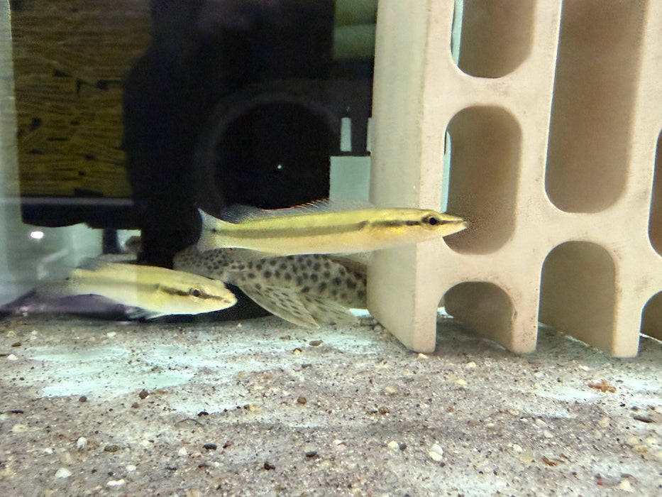 * Cichlids * Crenicichla Zebrina 8-12cm