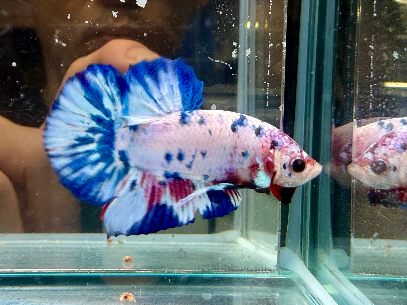 * Betta * HMPK (Actual Fish) #72