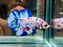 * Betta * HMPK (Actual Fish) #72