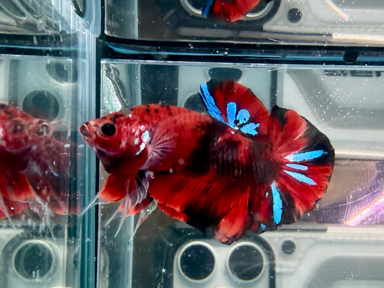 * Betta * HMPK (Actual Fish) #03