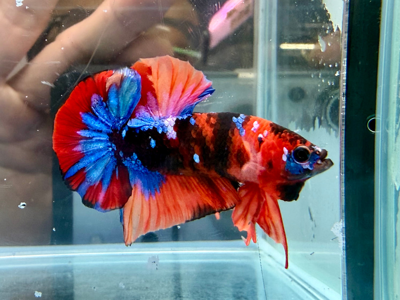 * Betta * HMPK (Actual Fish) #82