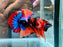 * Betta * HMPK (Actual Fish) #82