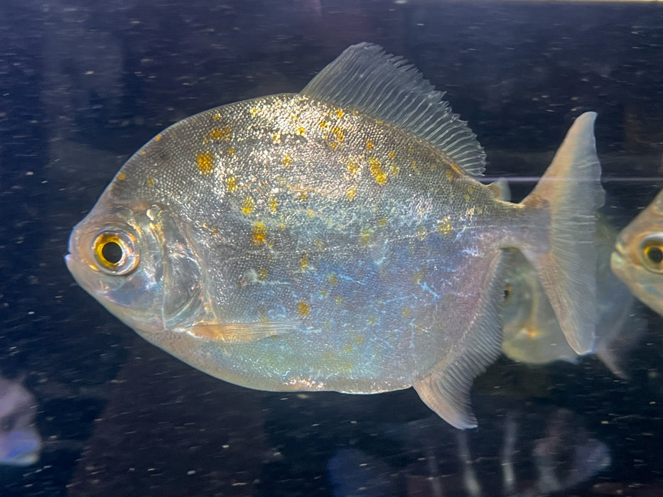 * Other Species * Myloplus asterias (Redgill Pacu) 18-20cm