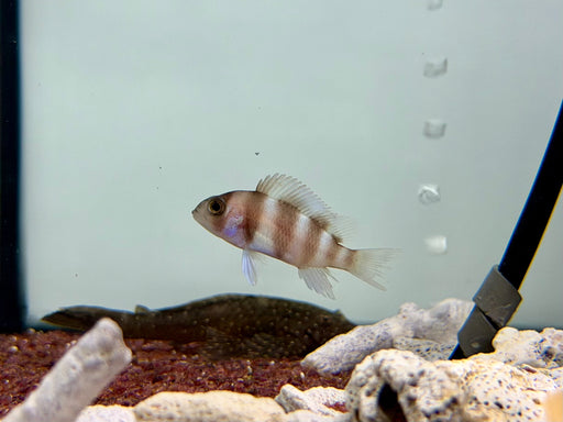 * Cichlids * Cyphotilapia Frontosa “Red” (3-5cm)