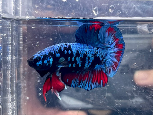 * Betta * Avatar HMPK (Actual Fish) #PK10