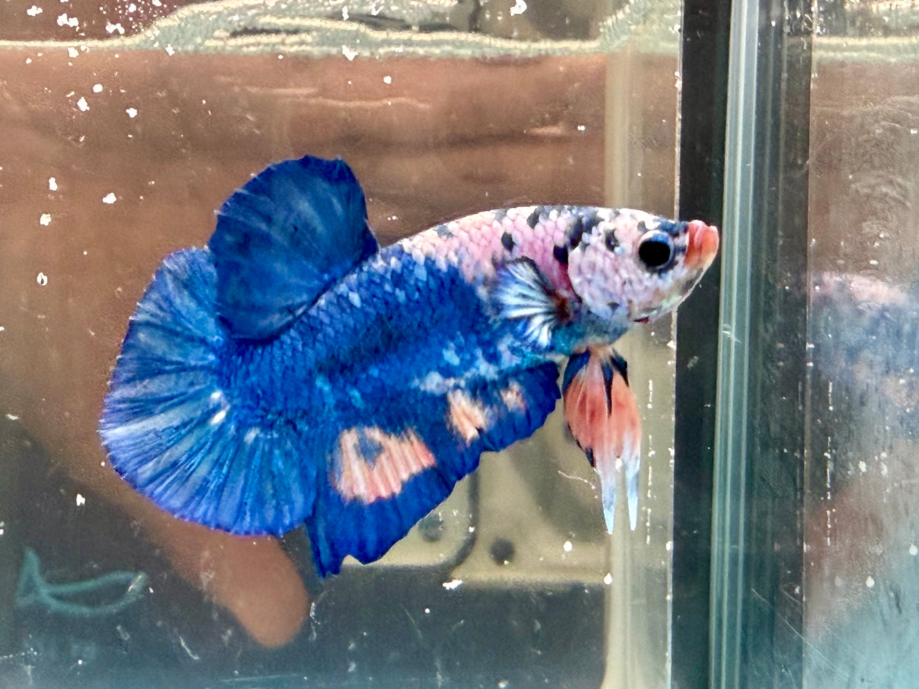 * Betta * HMPK (Actual Fish) #71