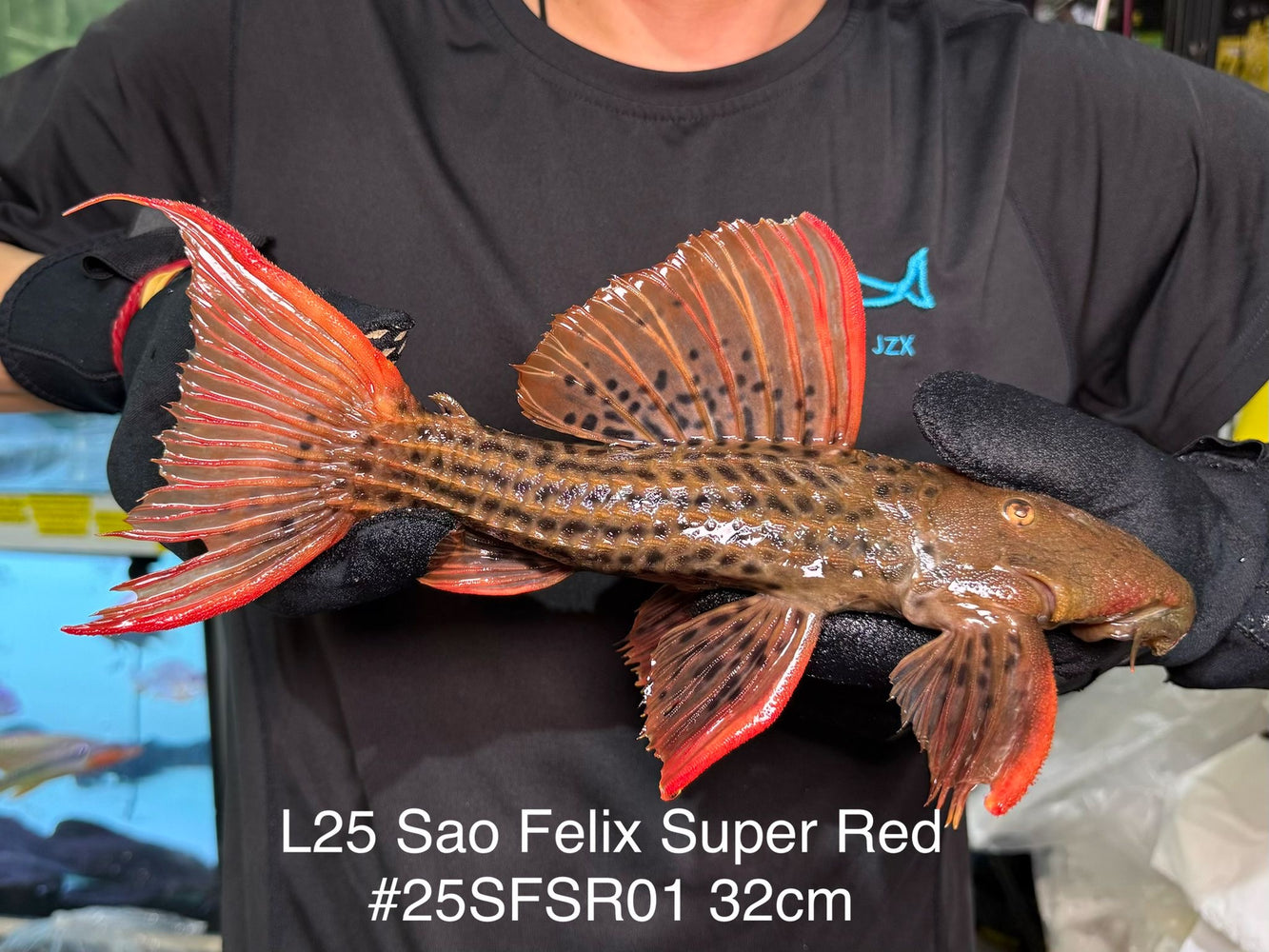 * Pleco *  Pseudacanthicus Pirarara (L25 Sao Felix Super Red) 32cm #25SFSR01 (Actual piece)