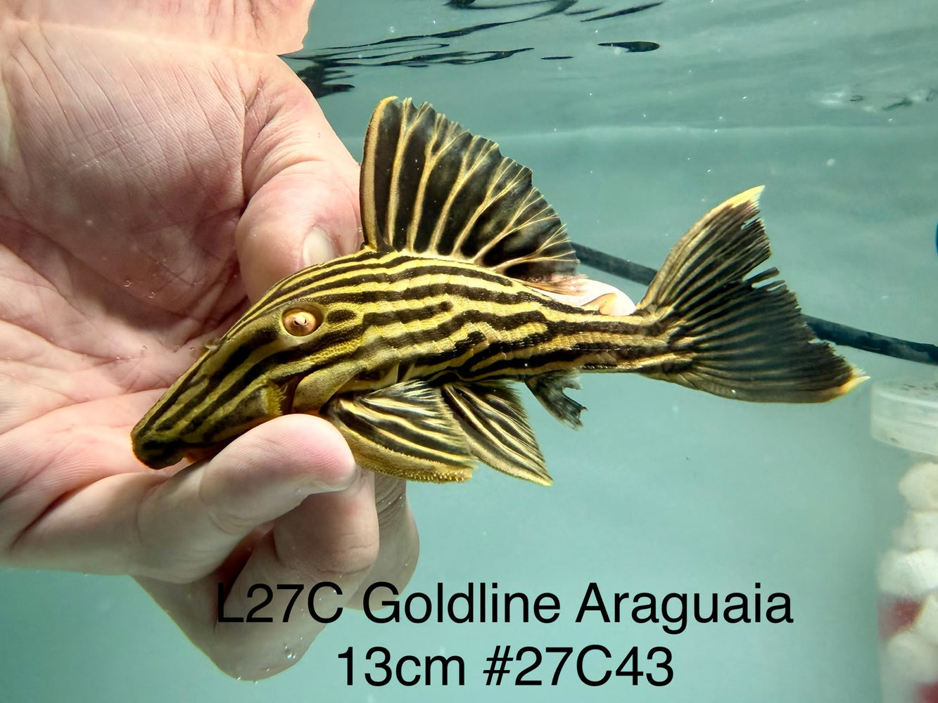 * Pleco *  Panaque armbrusteri (L27C Araguaia GOLDLINE) 13cm #27c43 (Actual piece)