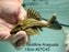 * Pleco *  Panaque armbrusteri (L27C Araguaia GOLDLINE) 13cm #27c43 (Actual piece)