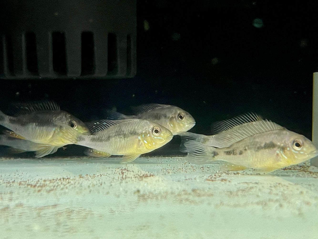 * Cichlids * Gymnogeophagus constellatus 6-8cm *Rare import*