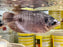 * Other Species * Osphronemus exodon (Elephant-ear Gourami) 18-20cm *RARE*