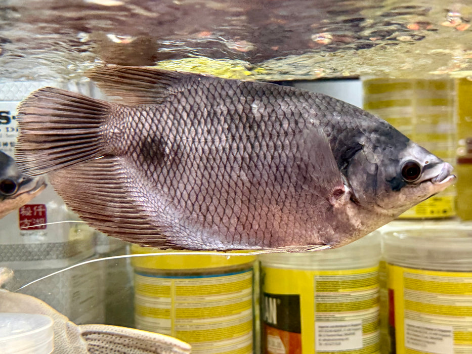 * Other Species * Osphronemus exodon (Elephant-ear Gourami) 18-20cm *RARE*