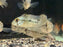 * Cichlid * Geophagus Brasiliensis “Laguna D.Molle”