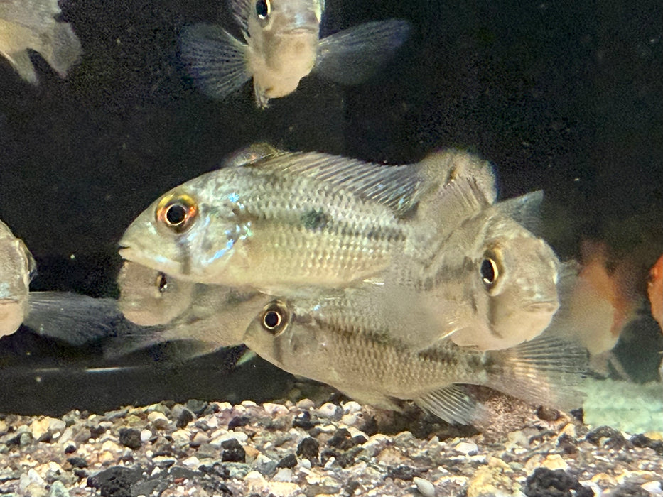 * Cichlid * Geophagus Brasiliensis “Laguna D.Molle”