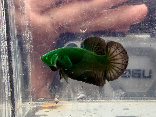* Betta * HMPK (Actual Fish) #13