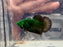 * Betta * HMPK (Actual Fish) #13