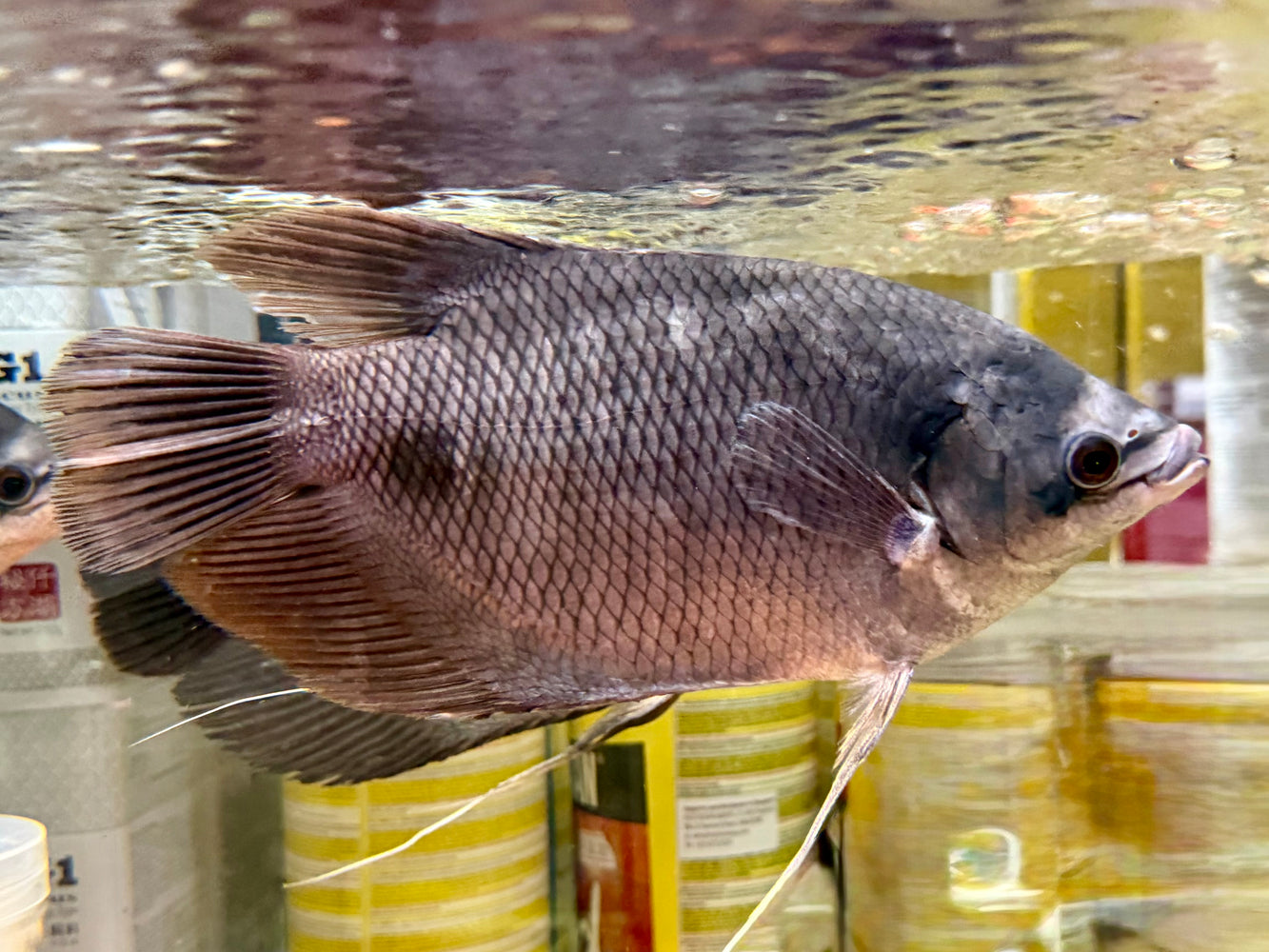 * Other Species * Osphronemus exodon (Elephant-ear Gourami) 18-20cm *RARE*