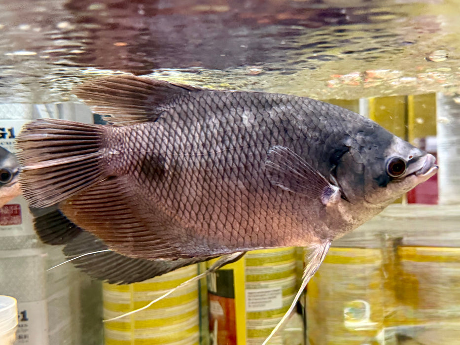 * Other Species * Osphronemus exodon (Elephant-ear Gourami) 18-20cm *RARE*