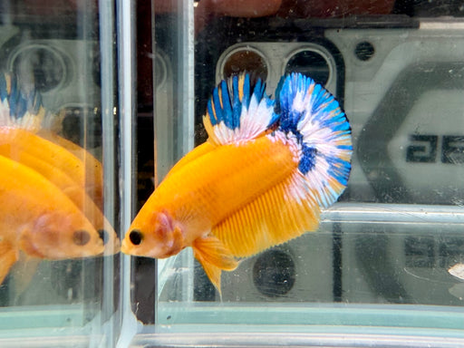 * Betta * HMPK (Actual Fish) #27