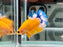 * Betta * HMPK (Actual Fish) #27