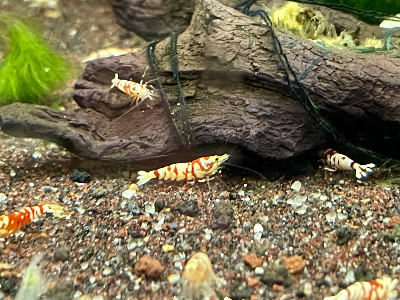 * Shrimps *  RED Fancy Tiger Shrimps (RFT)