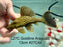 * Pleco *  Panaque armbrusteri (L27C Araguaia GOLDLINE) 13cm #27c44 (Actual piece)