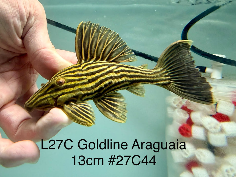 * Pleco *  Panaque armbrusteri (L27C Araguaia GOLDLINE) 13cm #27c44 (Actual piece)