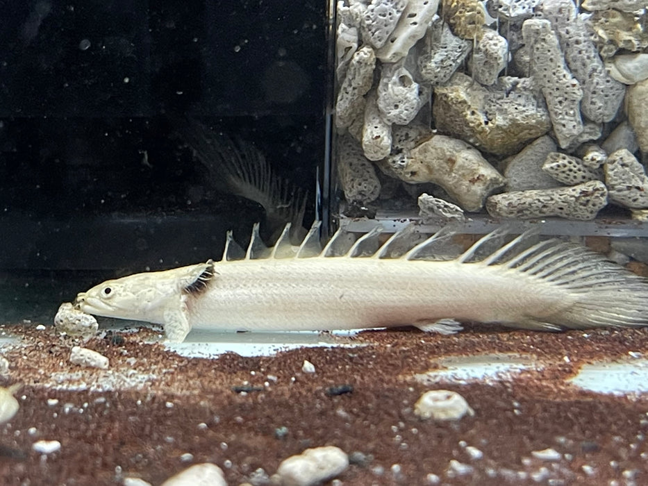 * Polypterus * Polypterus endlicheri PLATINUM 8-10cm Captive Bred