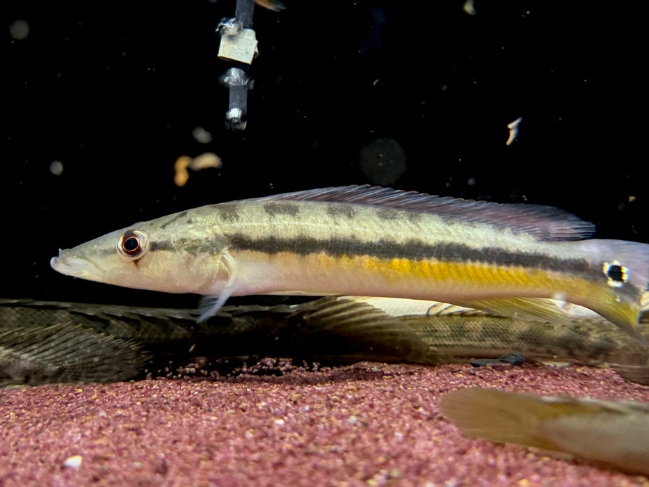 * Cichlids * Crenicichla(Lacustria) Vittata (Caiman Pike Cichlid) 18-20cm *RARE*