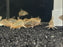 * Corydoras * Corydoras pantanalensis 4-5cm