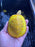 * Other Species * Albino Red Ear Slider (RES) Terrapin