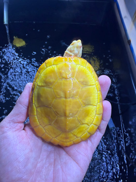 * Other Species * Albino Red Ear Slider (RES) Terrapin