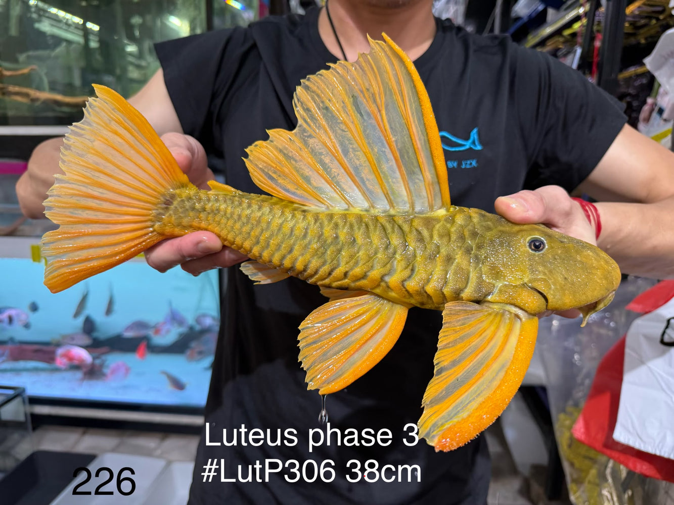 * Pleco *  Hypostomus Luteus phase 3 38cm #LUTP306 (Actual Piece)
