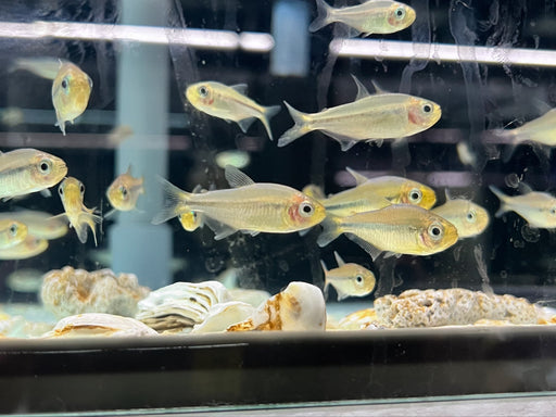 * Tetra/Barb  * Moenkhausia sp. Apricot Yellow (Apricot Tetra)