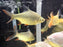 * Other Species * Tin Foil Barb (TFB) 14-16cm