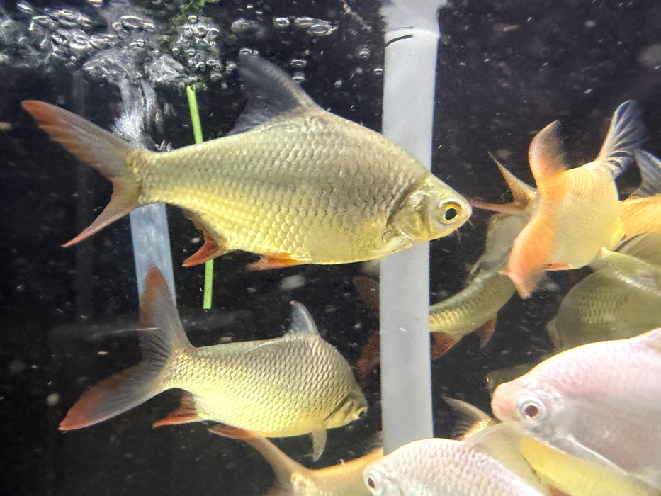 * Other Species * Tin Foil Barb (TFB) 14-16cm