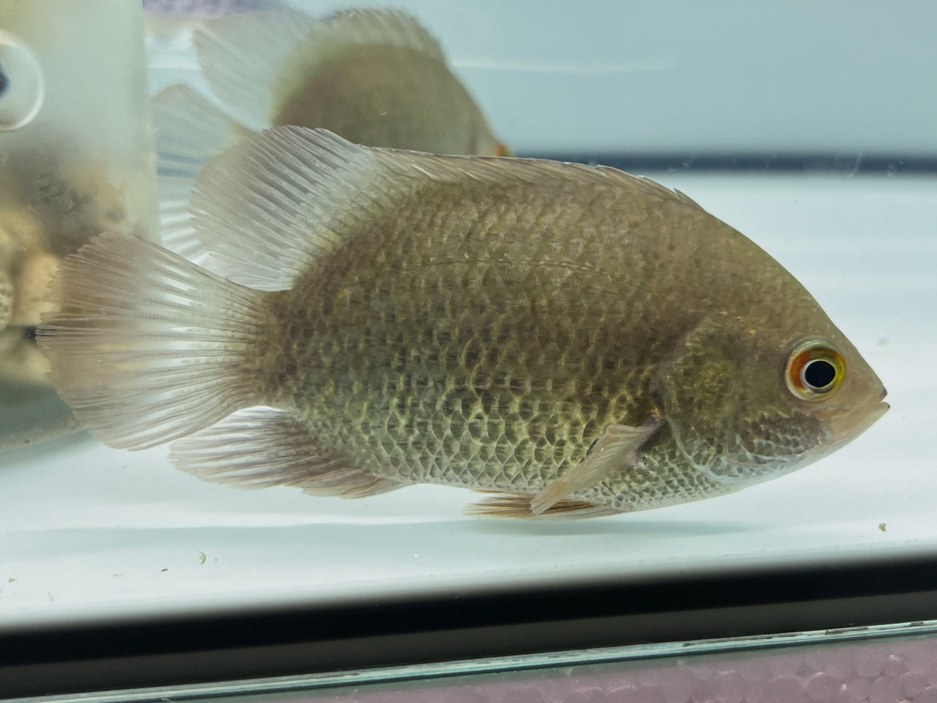 * Other Species * Pristolepis grootii (Indonesian Leaffish) 12-14cm