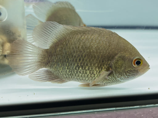 * Other Species * Pristolepis grootii (Indonesian Leaffish) 12-14cm