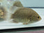 * Other Species * Pristolepis grootii (Indonesian Leaffish) 12-14cm