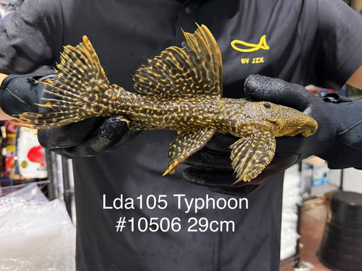 * Pleco *  Pseudacanthicus sp Typhoon LDA105 29cm #10506 (Actual piece)